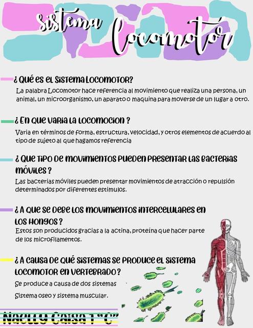 SISTEMA LOCOMOTOR