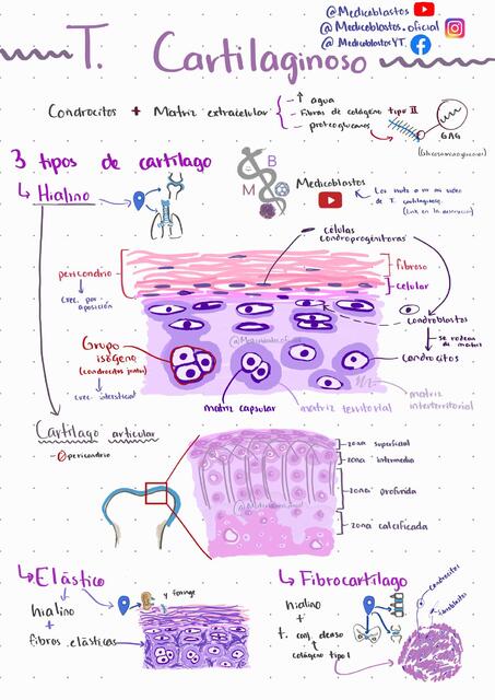 Medicoblastos T Cartilaginoso material