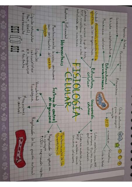 mapas mentales fisiología 1