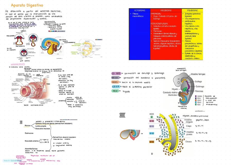 Anatomía del sistema digestivo