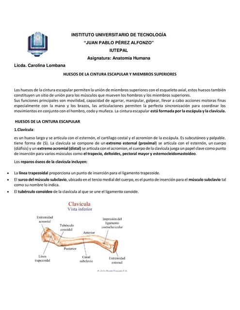 anatamia de Miembros superiores e inferiores