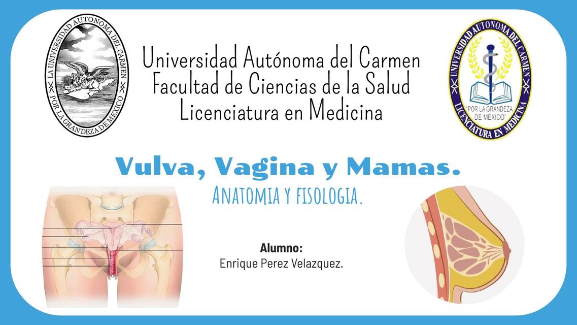 vulva vagina y mamas