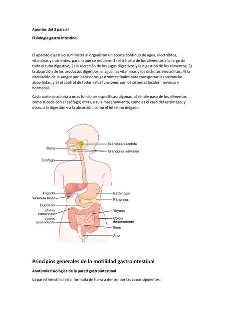 Fisio Digestivo