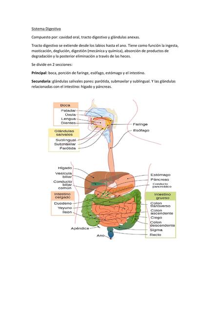 Histologia - Sistema Digestivo