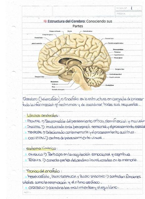 Estructura del cerebro