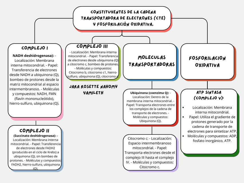 constituyentes de la cadena transportadora de electrones (CTE) y Fosforilación