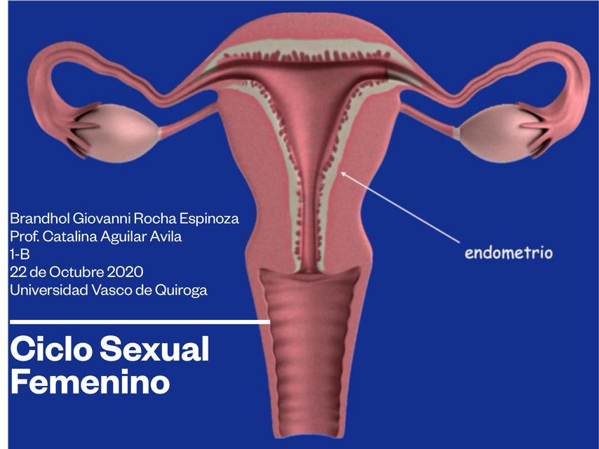 Ciclo Sexual Femenino