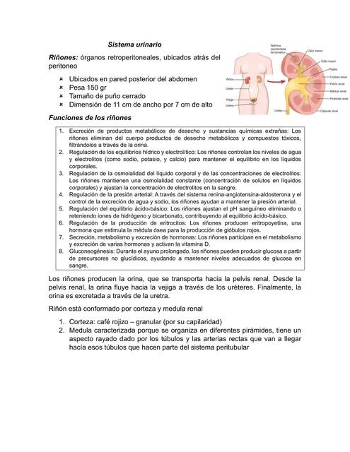 Sistema urinario