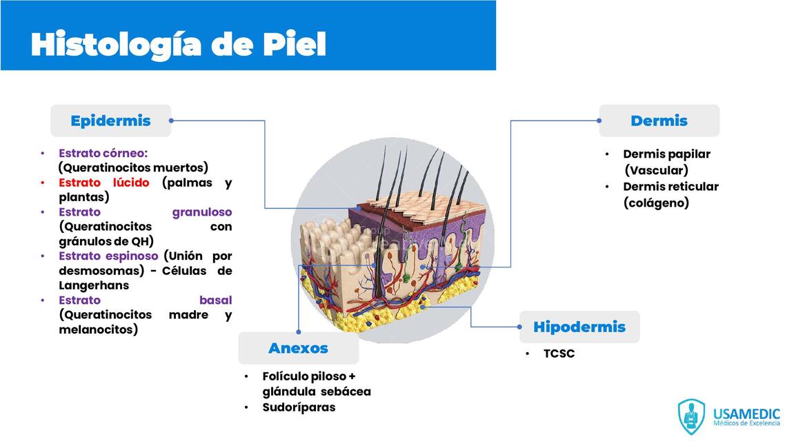 Priming Dermatología