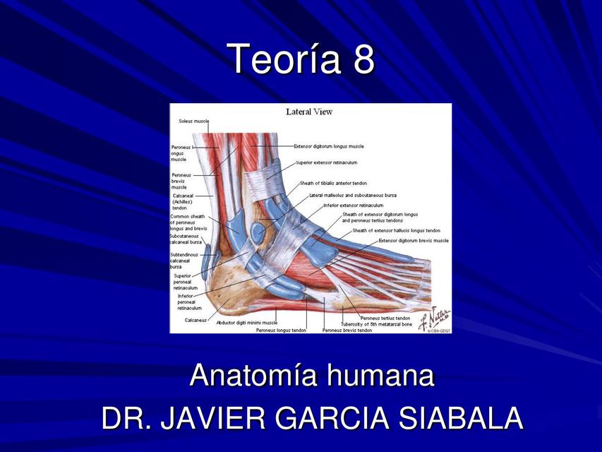 Anatomía | uDocz