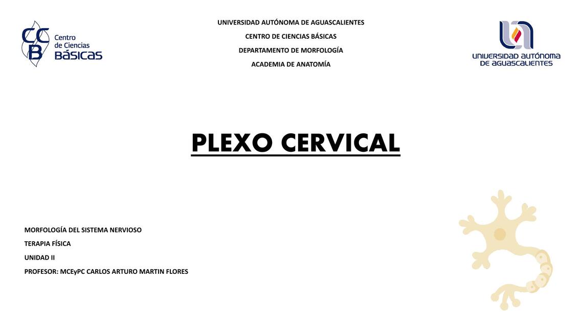 T06 Plexo cervical