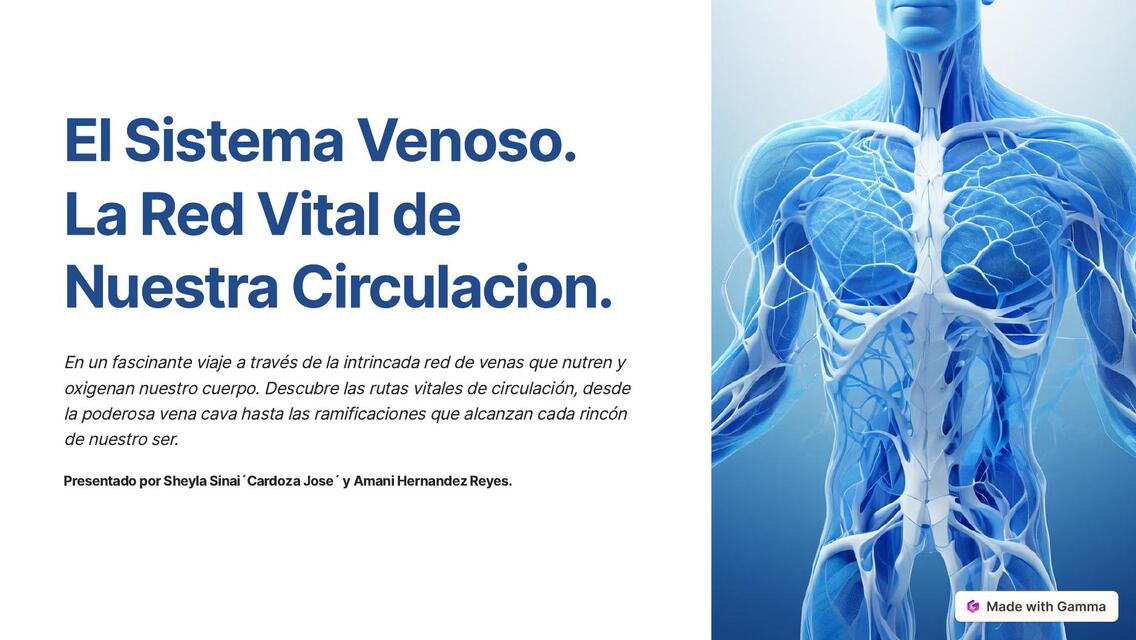 El Sistema Venoso La Red Vital de Nuestra Circulac