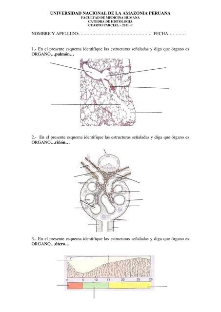 Examen práctico de Histologia-Observación al microscopio