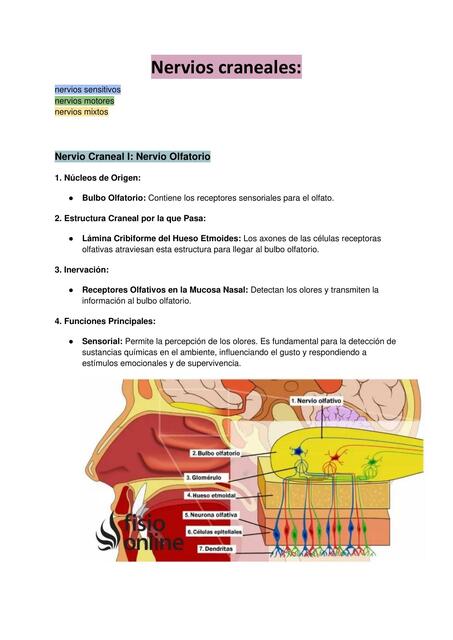 Nervios craneales