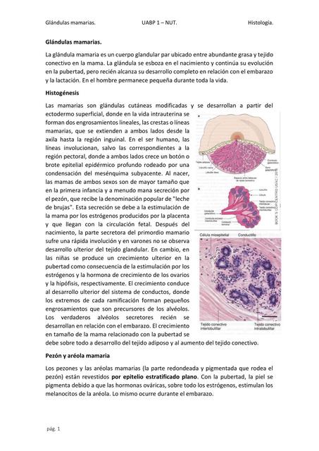 Glándulas mamarias uabp 1 nut