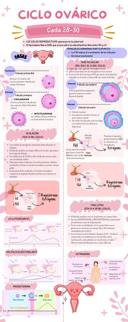 CICLO OVARICO