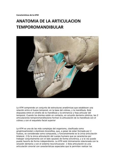 Anatomía de la Articulación Temporomandibular 