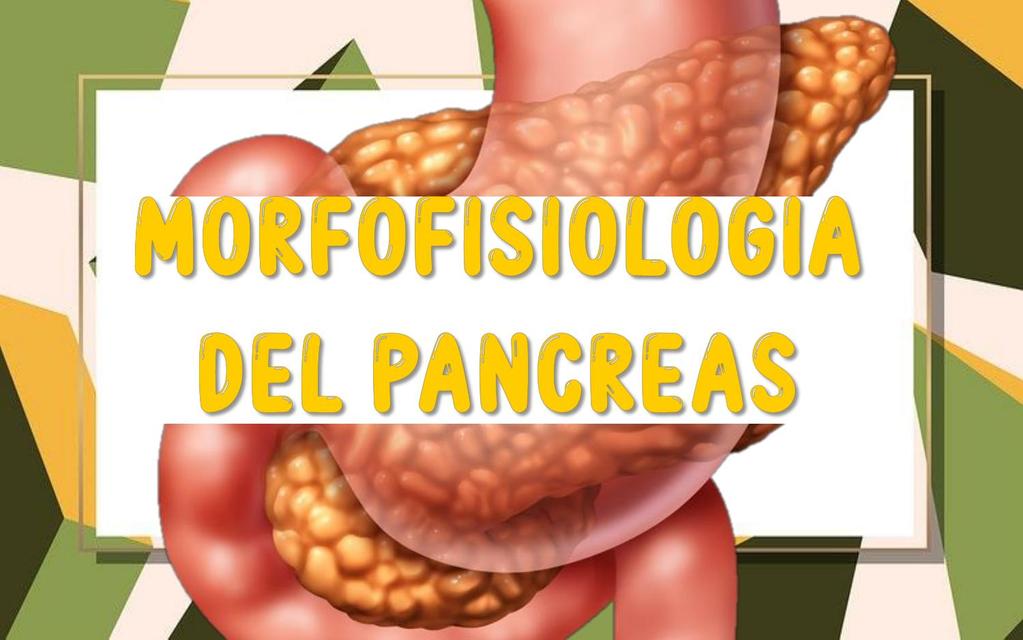 MORFOFISIOLOGIA DEL PANCREAS