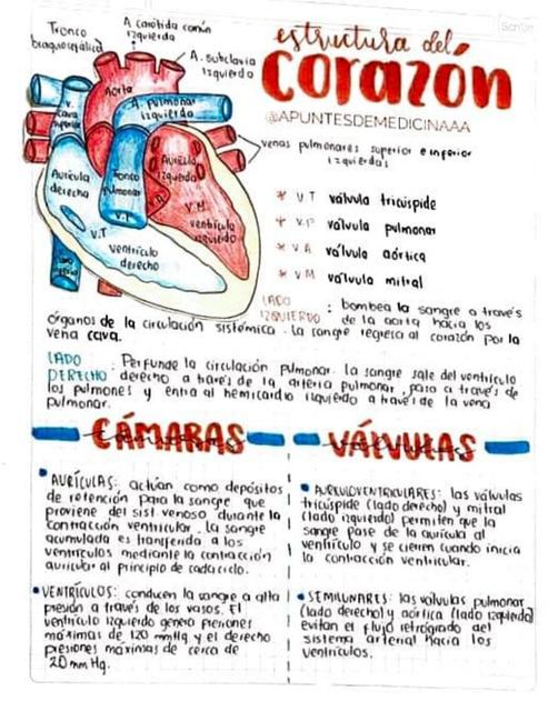 Anatomía del Corazón