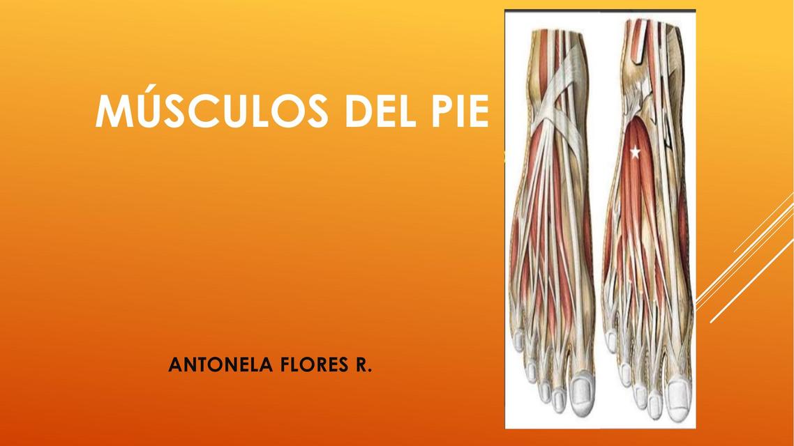 Músculos del pie