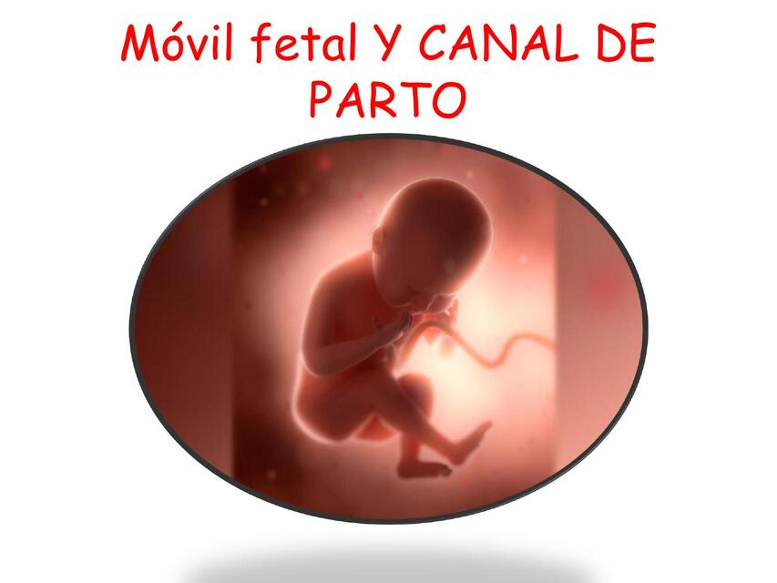 MOVIL FETAL MIRANDA