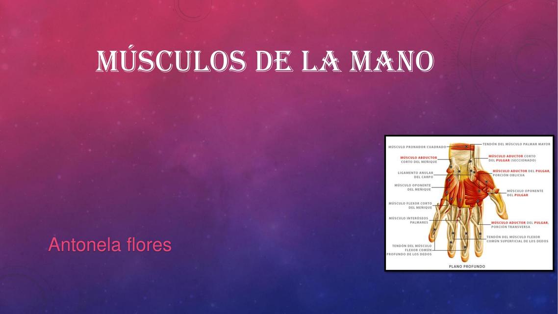 Diapositiva músculos de la mano