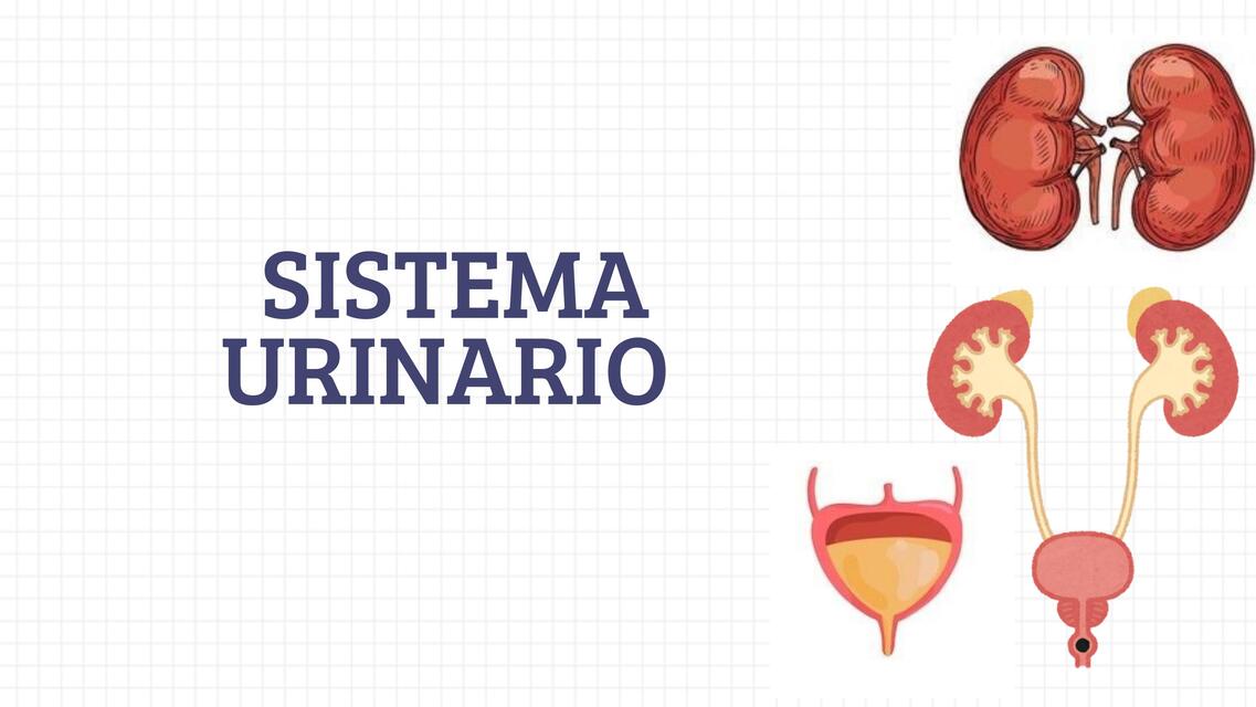 SISTEMA URINARIO