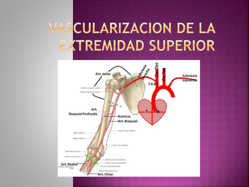 Vascularización del miembro superior