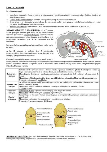 Embriologia cabeza y cuello