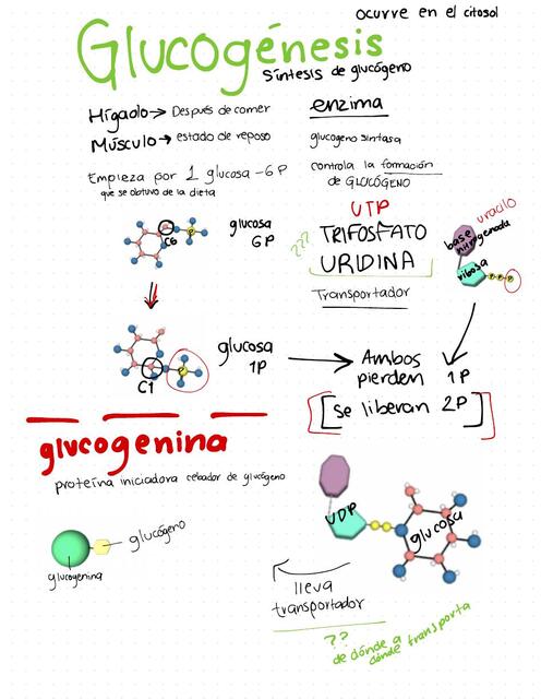 Glucogénesis 04 19 20 04 19