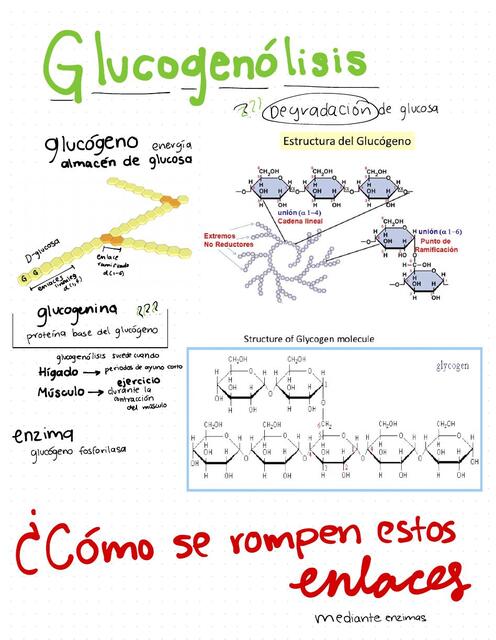 Glucogenólisis 04 19 20 05 16