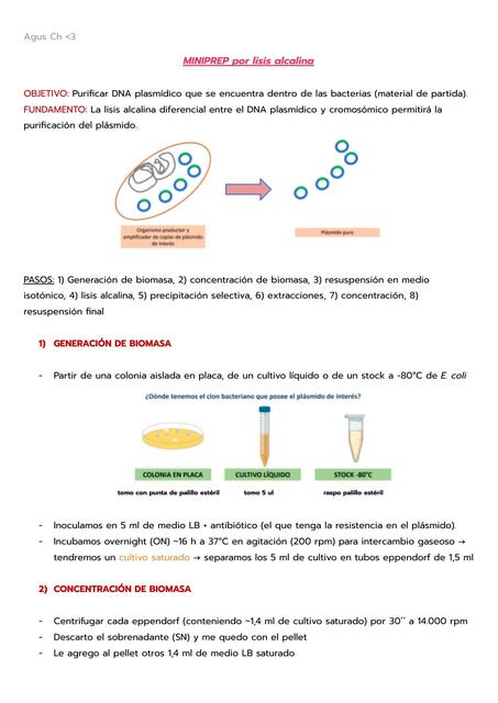 MINIPREP - Ing. Genética I