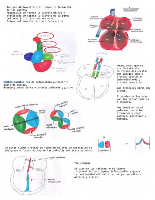 Embriología cardiaca