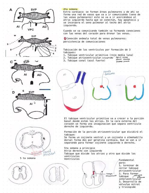 Anatomía y fisiología del corazón