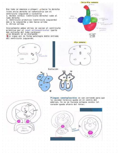 Anatomía del corazón