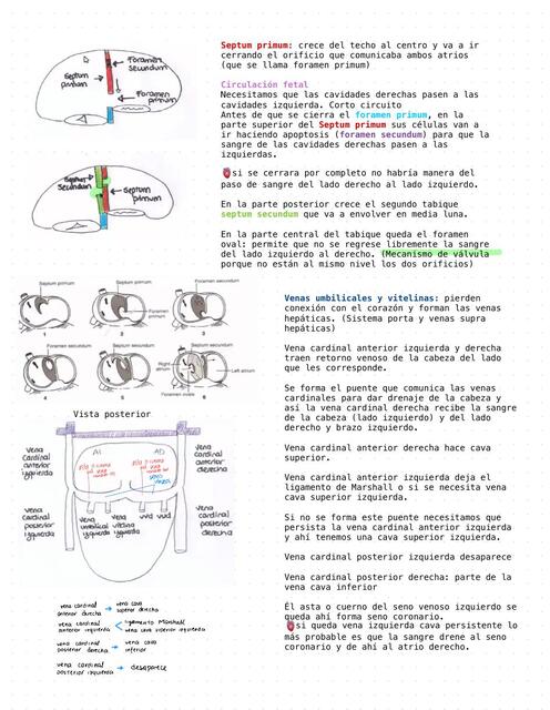 Anatomía del corazón