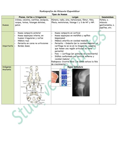 Radiografia de musculo esqueletico