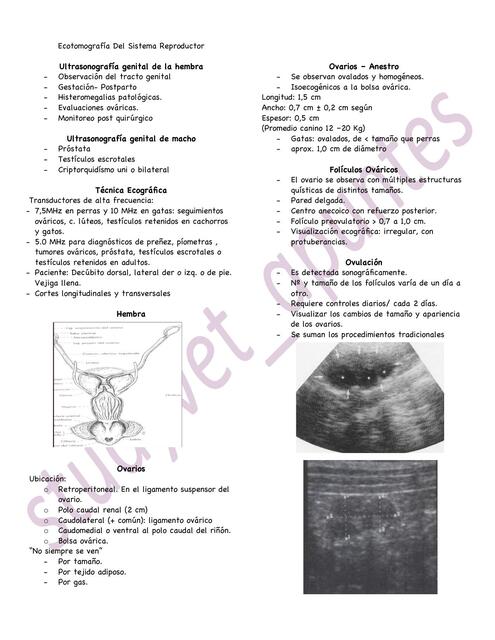 Sistema Reproductor y bazo imagenologia