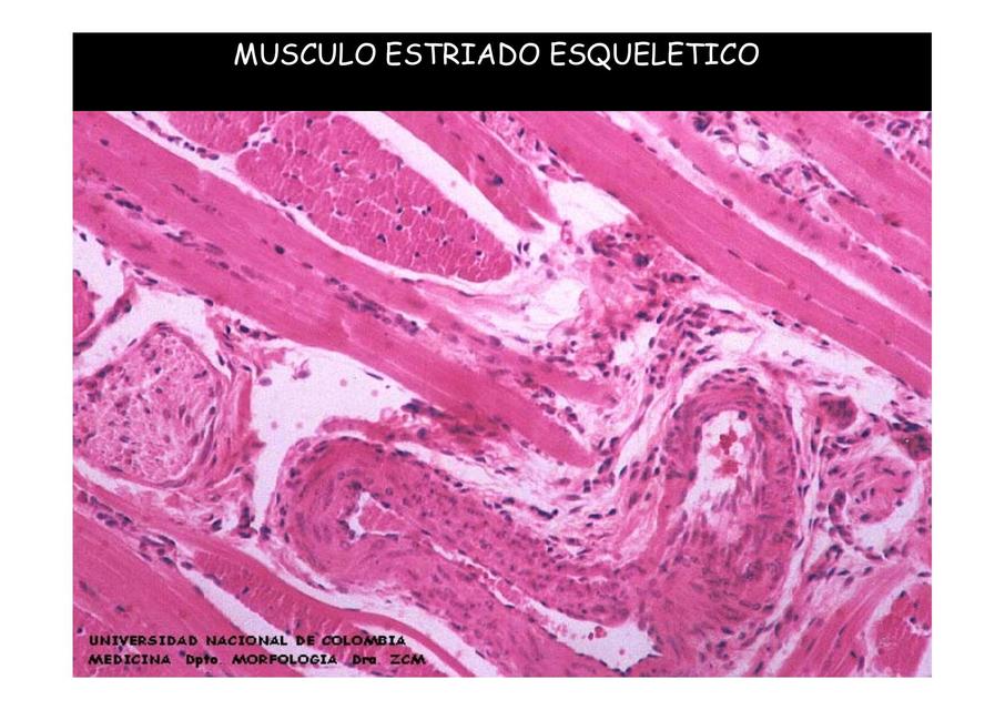 Atlas histología MÚSCULO