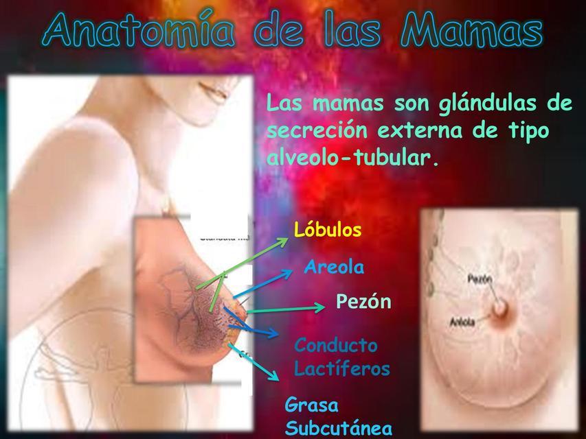 Anatomia de las mamas