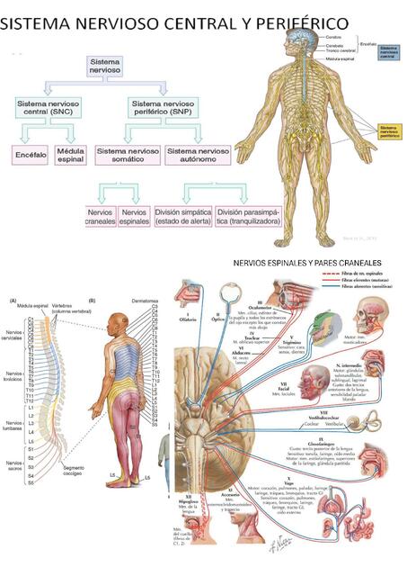 Slides Organización del sistema nervioso 719ef785a