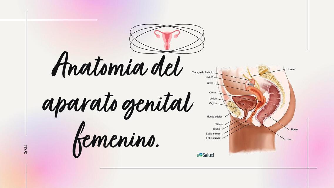 2 ANATOMÍA DEL APARATO GENITAL FEMENINO