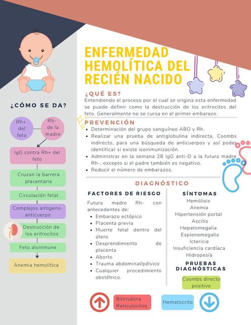 Enfermedad Hemolitica Del Recien Nacido Embriologia Hematologia Udocz