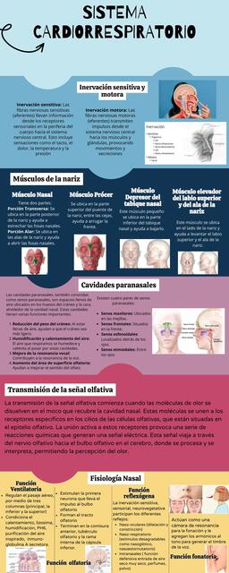 Infografía introductoria de sistema cardiorrespiratorio