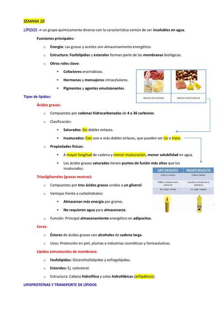 LIPIDOS