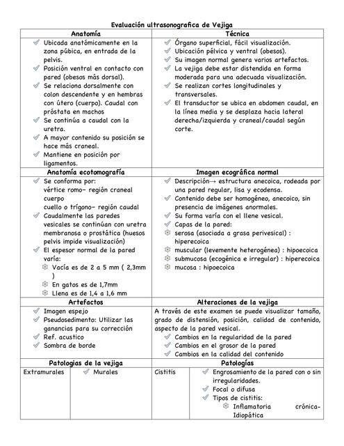 Vejiga y Pancreas Ecografia Examen