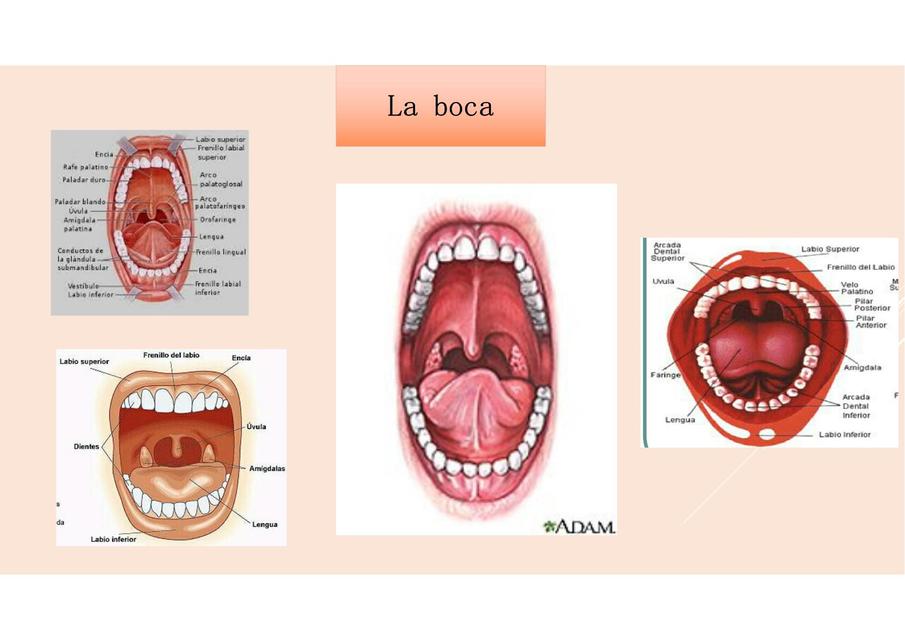 Boca apun.tesmedicina uDocz