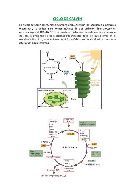 CICLO DE CALVIN