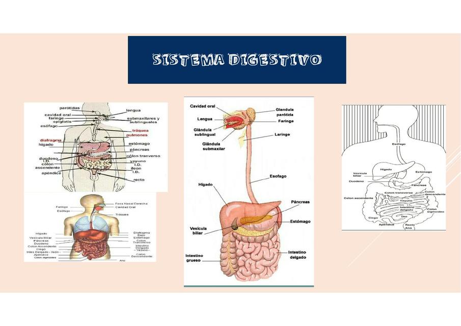 Diagrama Del Sistema Digestivo