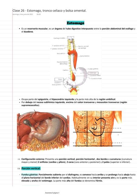 Clase 26 Estomago tronco celiaco y bolsa omental | Miguel david | uDocz